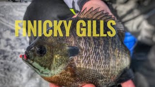 Ice Fishing Finicky BLUEGILLS Iowa Lake Okoboji icefishing [upl. by Ymerej]