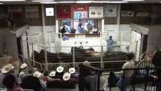 Livestock auctioneers compete for LMA world championship [upl. by Ilamad756]