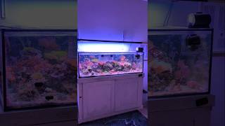 125g Reef Tank update September 2024 [upl. by Shlomo]