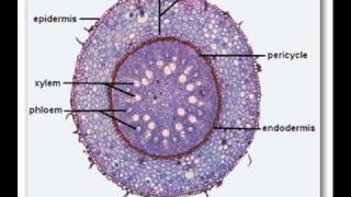 Plants Structure Transport and Xerophytic adaptations [upl. by Noerb51]