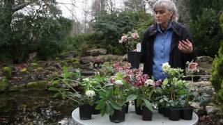 All About Hellebores [upl. by Nerrak]