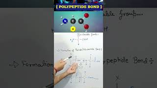 What is Peptide Bond lpeptide peptides aminoacidos protein biology neet aminoacid bonds bio [upl. by Gilligan623]