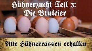 Zucht alter Hühnerrassen  Teil 3 Auswahl und Lagerung der Bruteier [upl. by Nylarak]