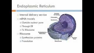 Biology 1 Lecture 8 Cells [upl. by Diogenes103]