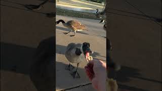 Canadian Geese Gather to Eat Texas Tortillas From My Hand pt1 at Duck Creek Park canadiangoose [upl. by Dianne]