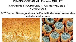 Chapitre 15 Des régulations de l’activité des neurones et des cellules endocrines [upl. by Neerhtak]