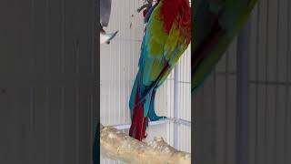 funny green winged macawRKSBIRDHOUSE trending birds relaxingmusic parrot cartoon [upl. by Roby197]