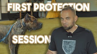 Presa Canario Protection Assessment [upl. by Jayme234]