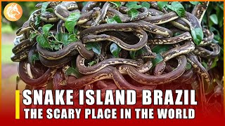 SNAKE ISLAND BRAZIL  THE SCARY PLACE IN THE WORLD [upl. by Seavir]