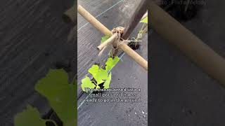 Growing a Luffa plant Timelapse bamboo trellis gardening growyourownfood luffa bamboo [upl. by Hafeetal196]