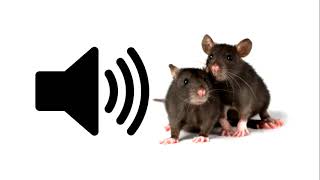 Mouse  Sound Effect  ProSounds [upl. by Yrtnej]