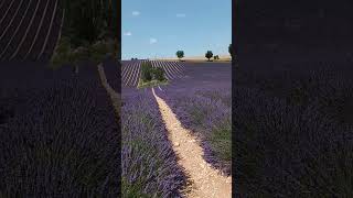 Valensole France  July shorts [upl. by Ebbie]