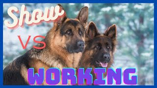 The 4 Main Differences Between Show Line and Working Line German Shepherds [upl. by Ellehsram]