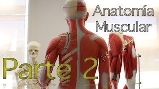 Anatomia de la columna vertebral  parte 2  Sistema muscular [upl. by Oigile14]