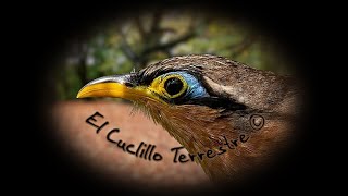 🕊️ Canto del Cuclillo Terrestre 🕊️ [upl. by Ivek]