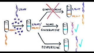 THE MOST BEAUTIFUL EXPERIMENT IN BIOLOGY Meselson amp Stahl The SemiConservative Replication of DNA [upl. by Erodeht]