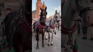 “Horse Carriage Rides”  Krakow Main Square Poland 6 September 2024 [upl. by Gnoz]