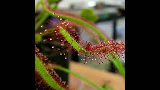 Drosera the bugeating plant [upl. by Enelra]