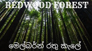 මොකක්ද මේ මෙල්බර්න් වල රතු කැලේ Redwood forest in Melbourne  redwoodforest [upl. by Novla]