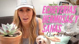 👩🏼‍🌾 5 Tips para cultivar echeverias hermosas [upl. by Annirok]