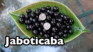 All About Jaboticaba the tree grape from Brazil [upl. by Hollenbeck]