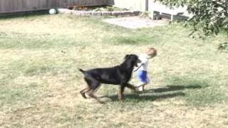 Doberman playing with toddler [upl. by Peddada73]