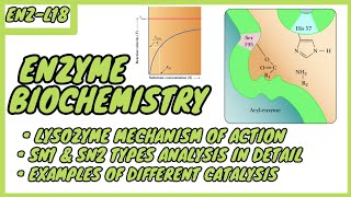Lysozyme  Mechanism of Action  SN1 amp SN2 types  Enzyme Biochemistry  EnzL  in UrduHindi [upl. by Lynch128]