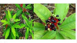 The cultivation and Use of Black snakeroot Sarpagandha [upl. by Notneb812]