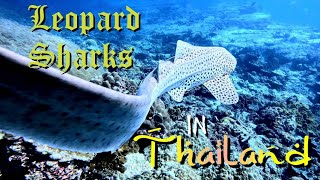 Wanna see Leopard Sharks in Thailand Dive Hin Bida [upl. by Lenno399]