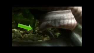 New Arrivals Kaups Caecilian Birth on Video [upl. by Neellok241]