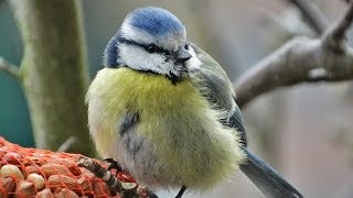 Blue Tit  Cyanistes caeruleus  Pimpelmees in de magnolia  Veluwe  Netherlands [upl. by Klug999]