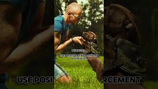 How to train staffy puppy Staffordshire Bull Terrier Training [upl. by Nylitsirk]