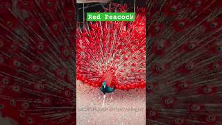 Red Beautiful Peacock😱🥰 shorts new trending short peacock ytshorts beautifulnature peahen [upl. by Nylaf]