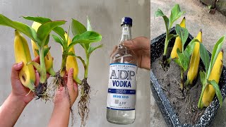 UNIQUE PROPAGATION METHOD using vodka to stimulate banana plants extremely effective [upl. by Leen473]