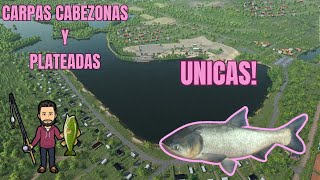 ⭐️CARPA CABEZONA Y PLATEADA SANDER BAGGERSEE 🐋DONDE Y COMO PESCARLAS FISHING PLANET 🐋 [upl. by Brink263]