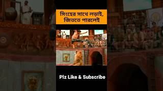 সিংহের সাথে লড়াই জিততে পারলেই। Lion shortvideo shorts short explaininbangla banglaexplained [upl. by Paluas]