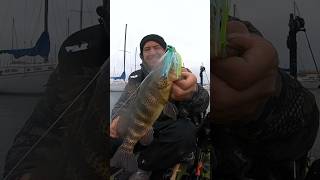 WARBAITS Warblade SEXYDINE gets bit warbaits fishing fishingadventures bassfishing [upl. by Oberg]