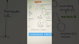 Oogenesis diagram flowchart  biology zoology shortsfeed shorts ytshorts viral trending [upl. by Bardo]