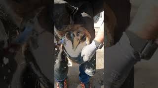 Hoof Trimming Shire Horse hooftrimming frogtrimming viral farrier hooves youtubevideos [upl. by Boris]