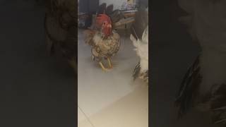 My honey rooster playing with his girlfriend bantamchicken chicken japanese [upl. by Rehnberg643]