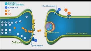 Opioids animation video [upl. by Etterb]