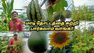 மாடி தோட்டத்தை சுற்றி பார்க்கலாம் வாங்க [upl. by Yttam]