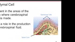 01 04 The Cells of the Brain Neurons and Glial Cells [upl. by Tnecnev]