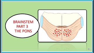 BRAINSTEM PAALS PART 3 THE PONS [upl. by Charita21]