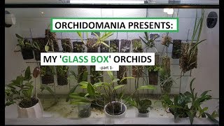 Orchidomania Presents My Glass Box Orchids part 1 [upl. by Ahsok]