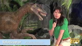 Would You Rather Episode 6 Amargasaurus vs Velociraptor [upl. by Ayotnom467]