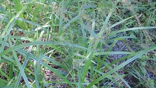 Scirpus sylvaticus 200703 [upl. by Naul]