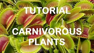 Come Rinvasare Piante Carnivore Tutorial 4K [upl. by Durrace]