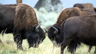 BandeAnnonce  Yellowstone  faune et paysages [upl. by Esinehc836]