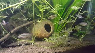 Group of Apistogramma megaptera [upl. by Willing305]